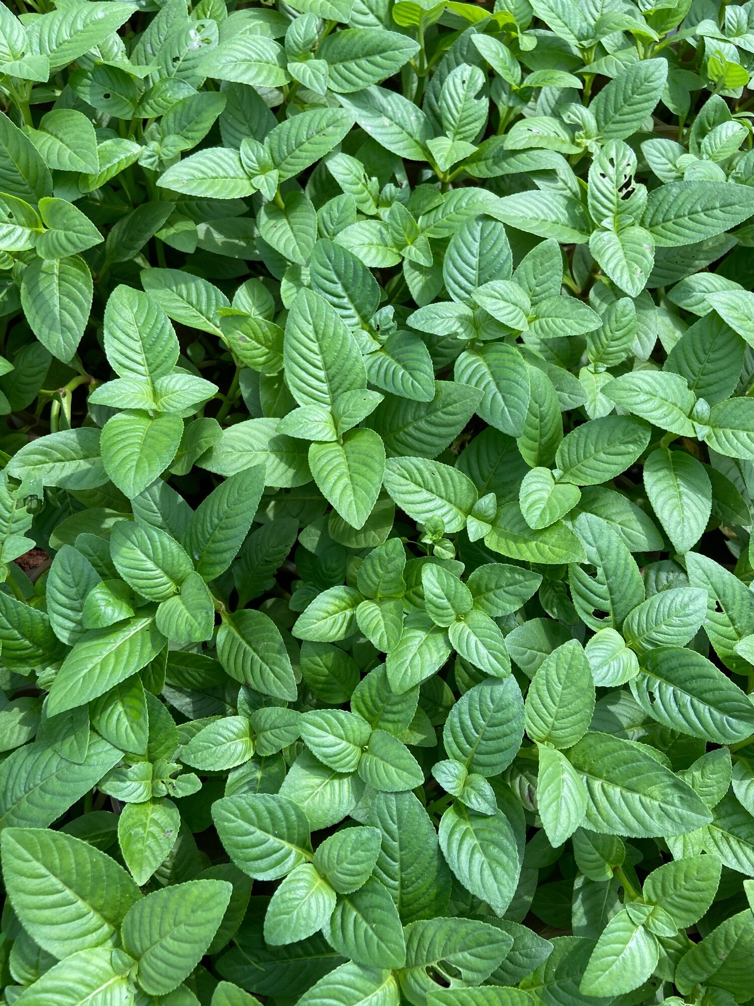 Chậu rau xá xị (rau quế vị)