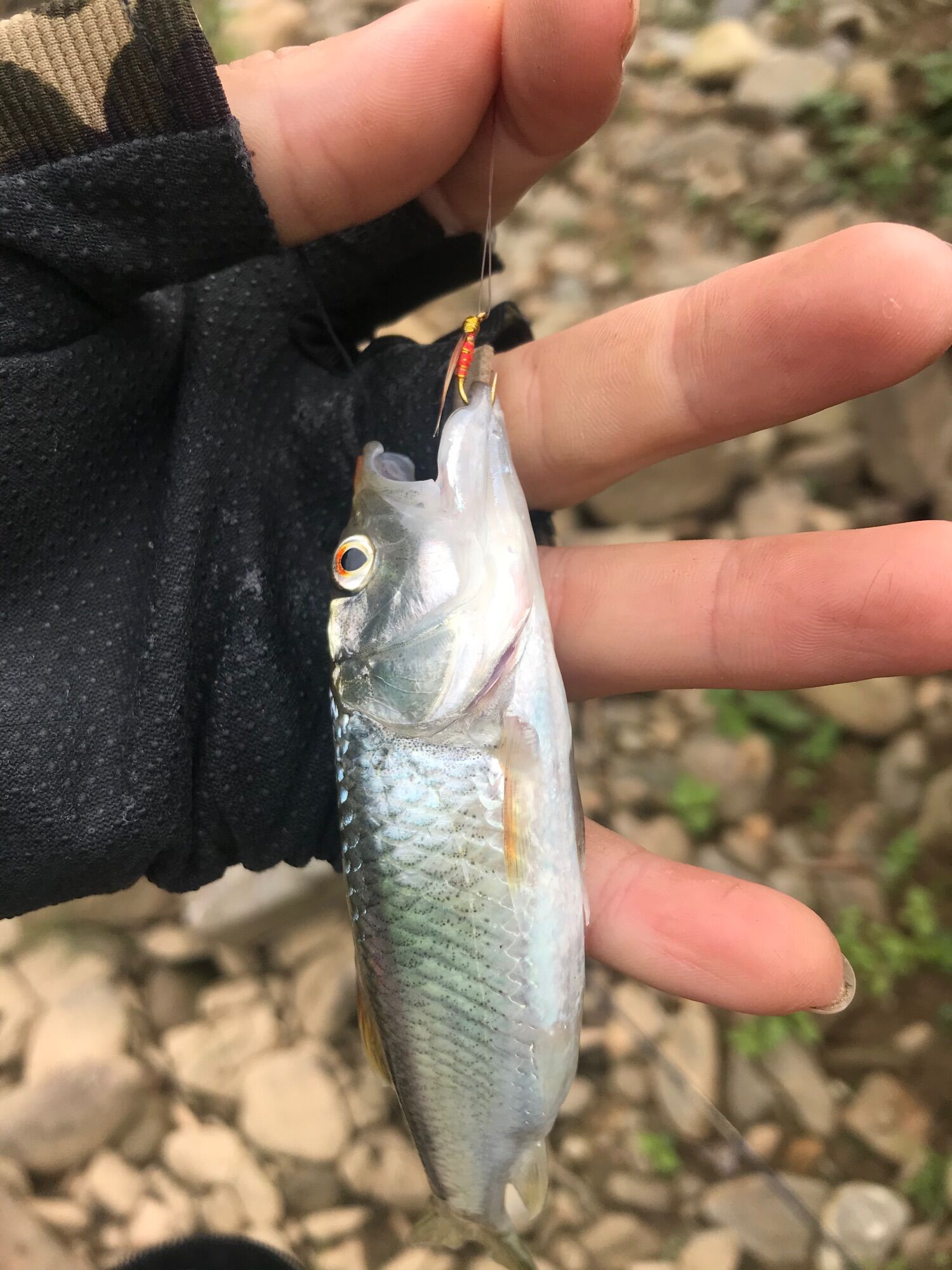 Mồi Bọ câu lure cá mương siêu nhạy