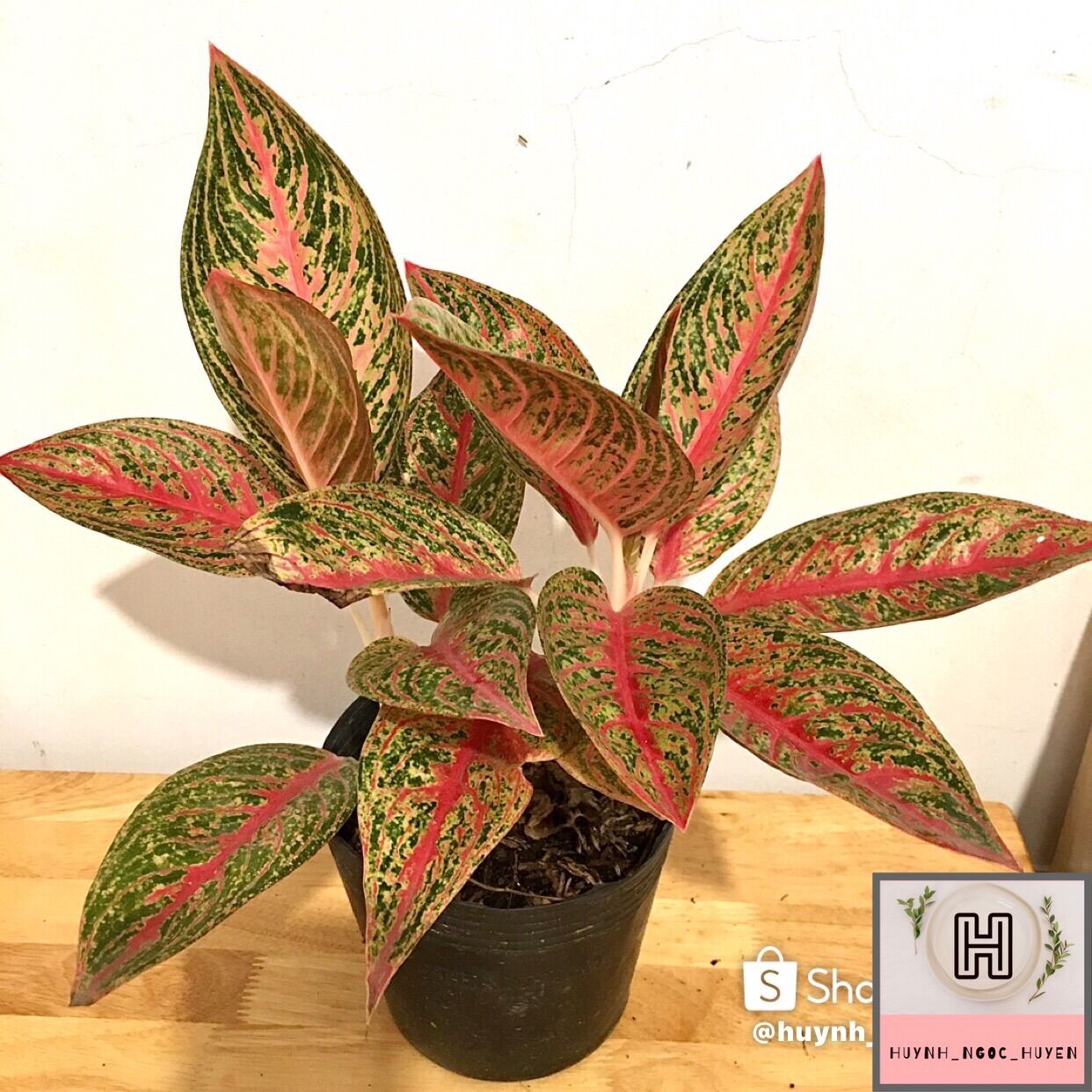 Cây Thịnh Vượng