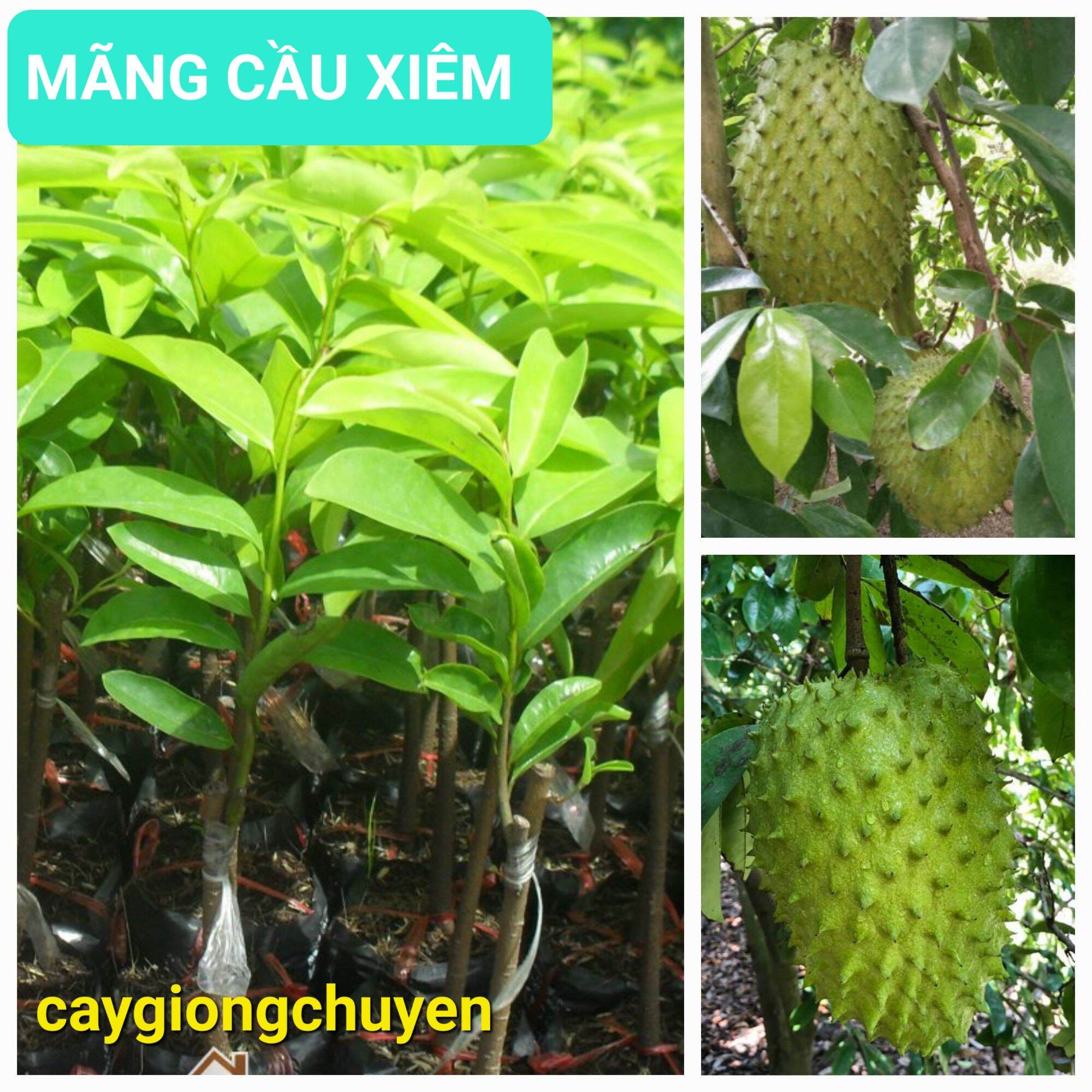 Cây giống mãng cầu xiêm thái lan