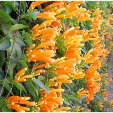 Cây giống hoa rạng đông cao 25-30cm