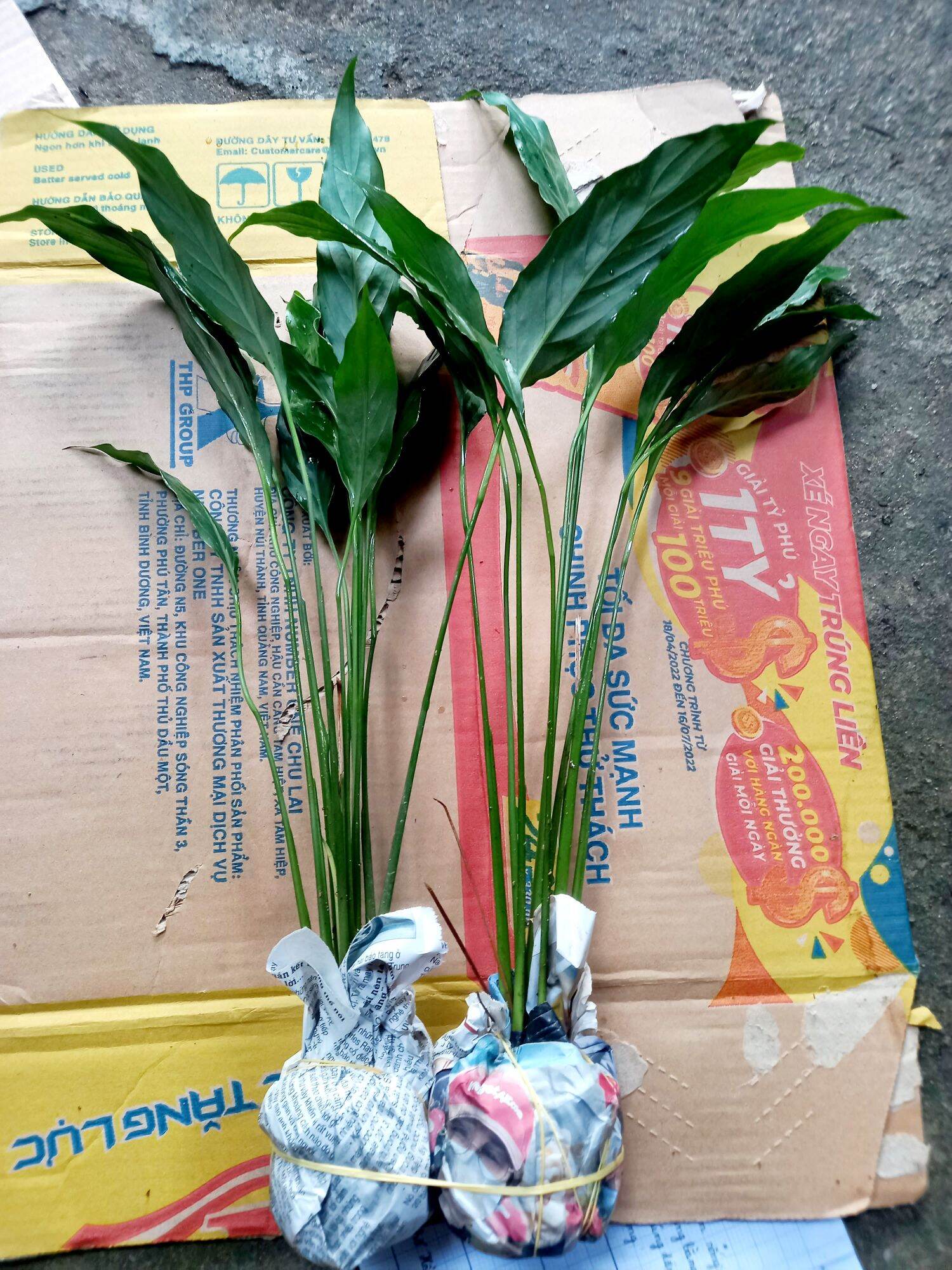 Cây lan ý . 2 bầu cây giống hình cuối