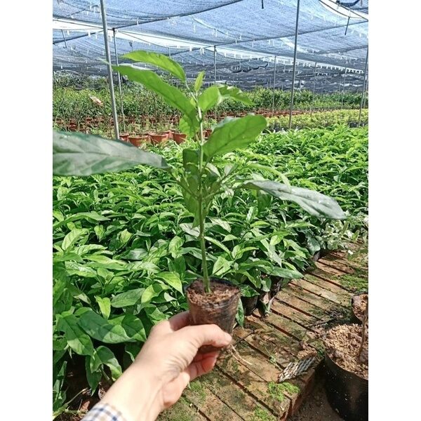 cây giống hoa dạ Ngọc Minh Châu(1 cây)