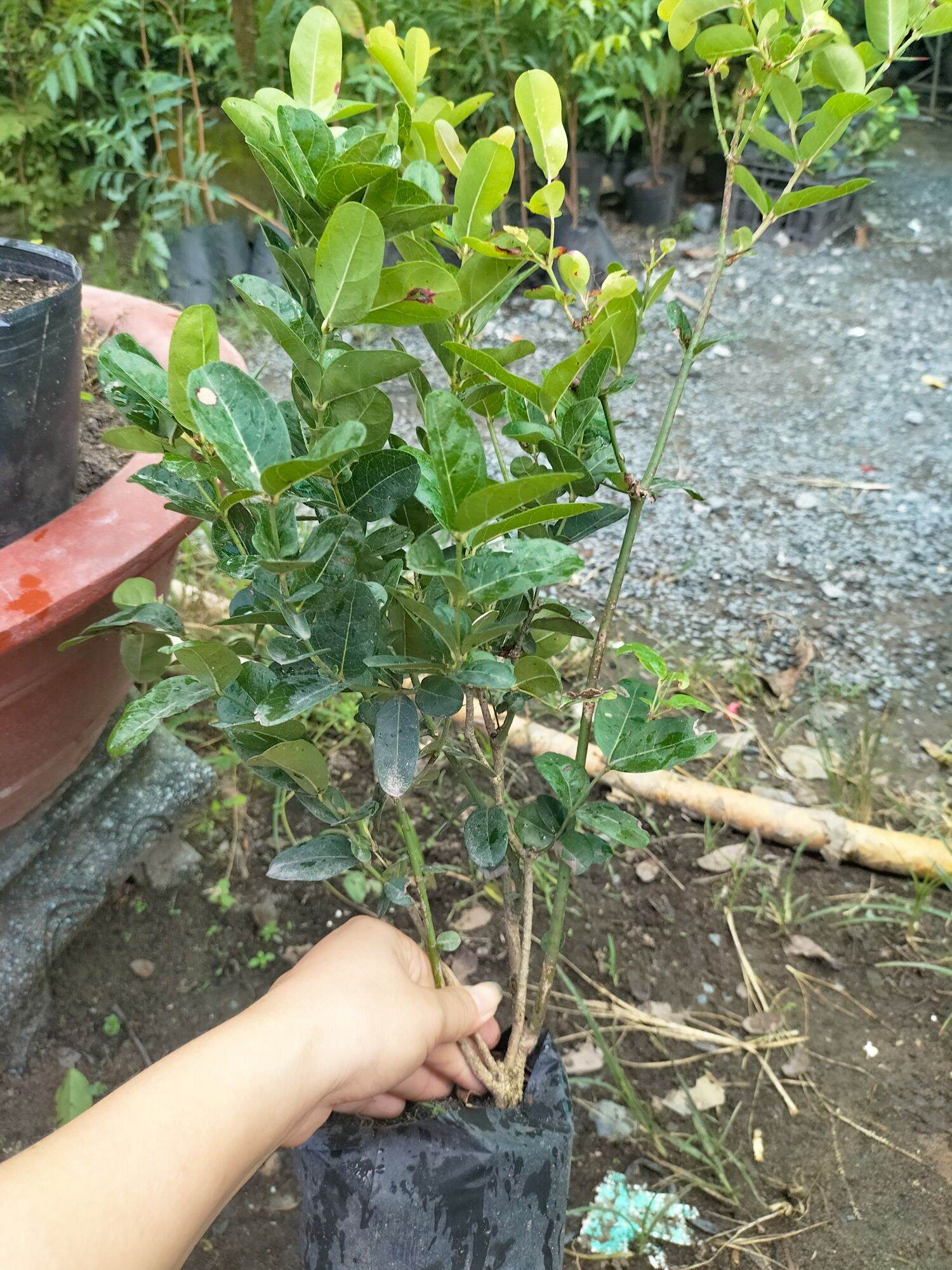 Cây siro giống