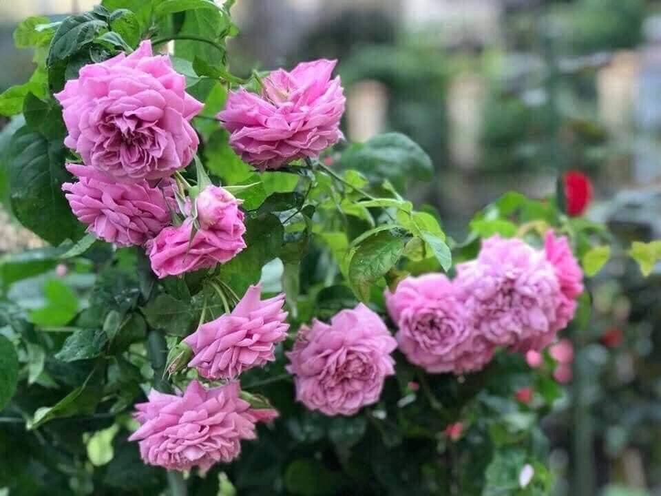 [HCM]Hoa hồng ngoại Blue Sky Rose ( hồng leo)