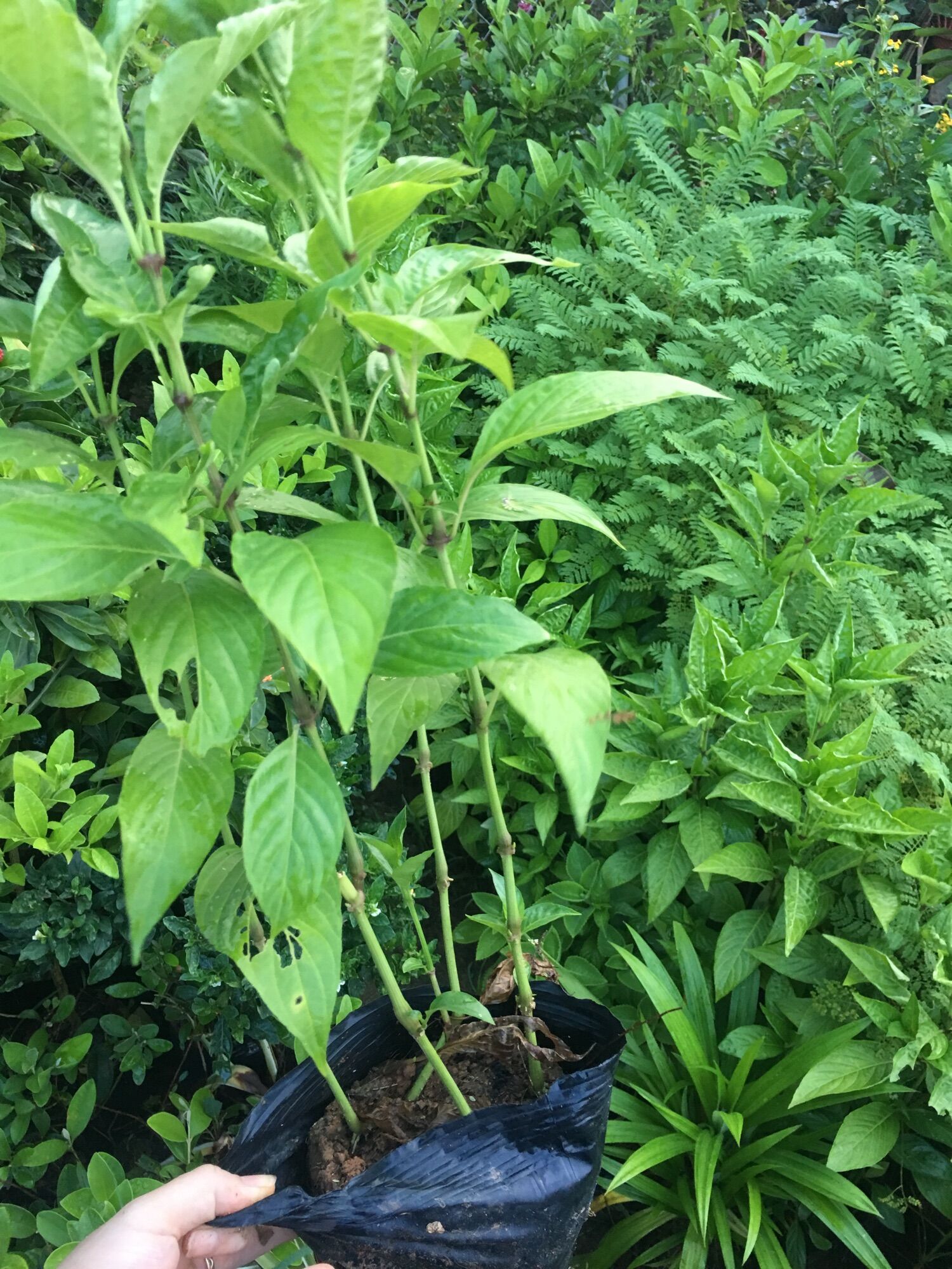 Cây Cẩm tím Úc nấu xôi tím (3 cây)