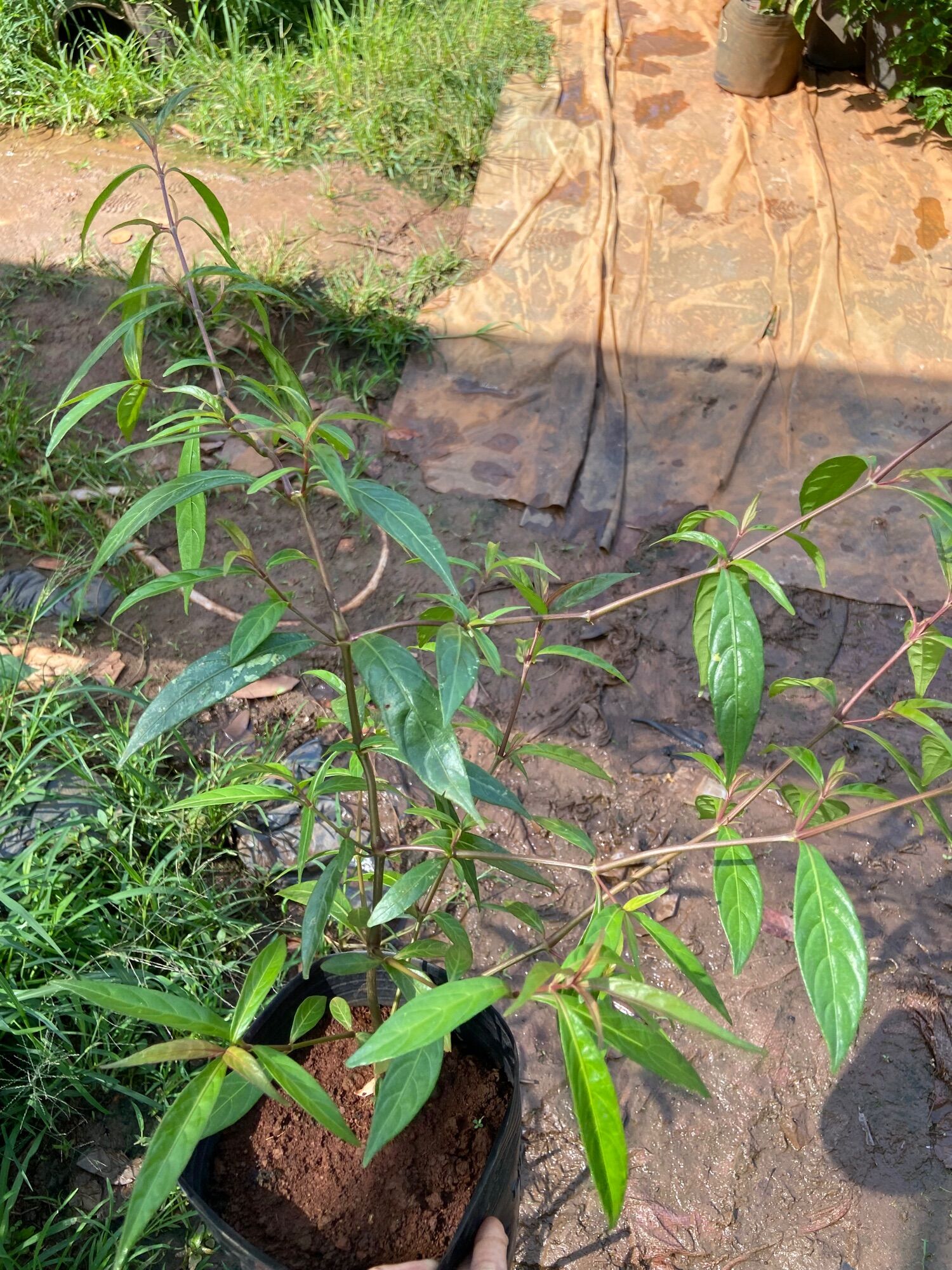 Cây hoàn ngọc đỏ