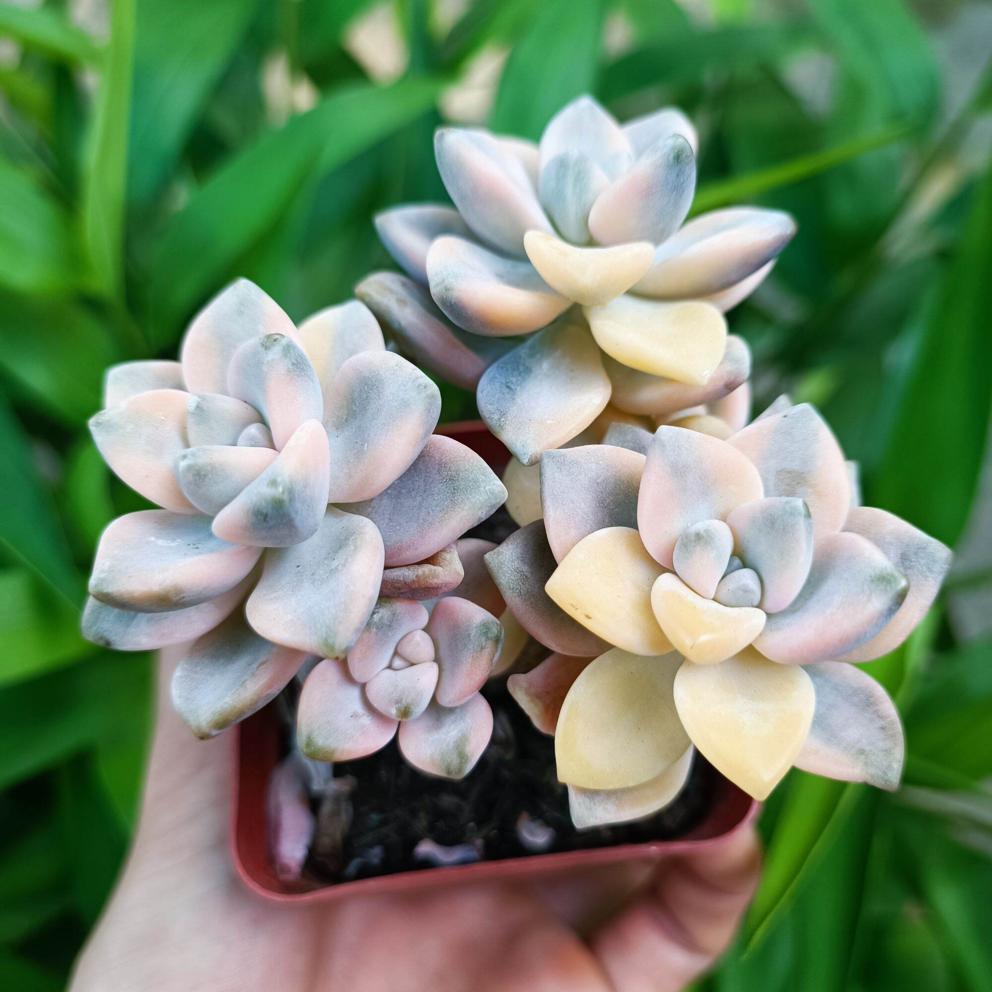 Sale 60%-Sen Đá Var đột biến