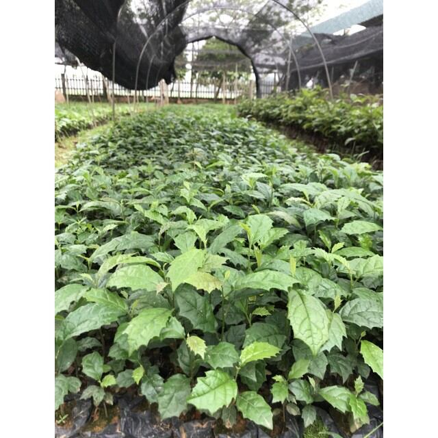 combo 5 CÂY xạ đen mua 10 tặng 1
