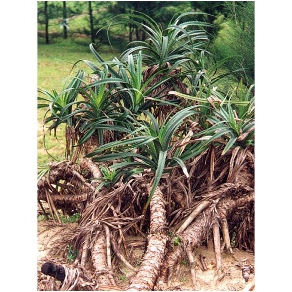 Thân gốc rễ cây dứa dại 1kg