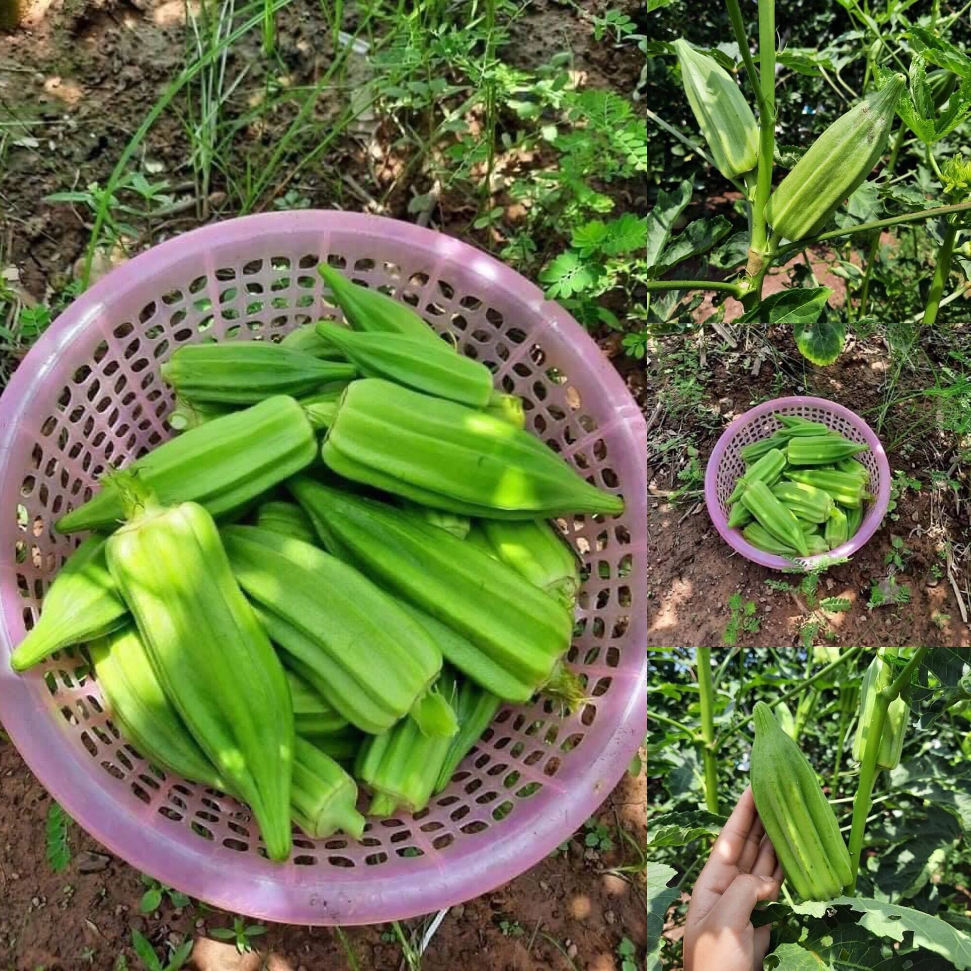 Hạt giống đậu bắp khổng lồ