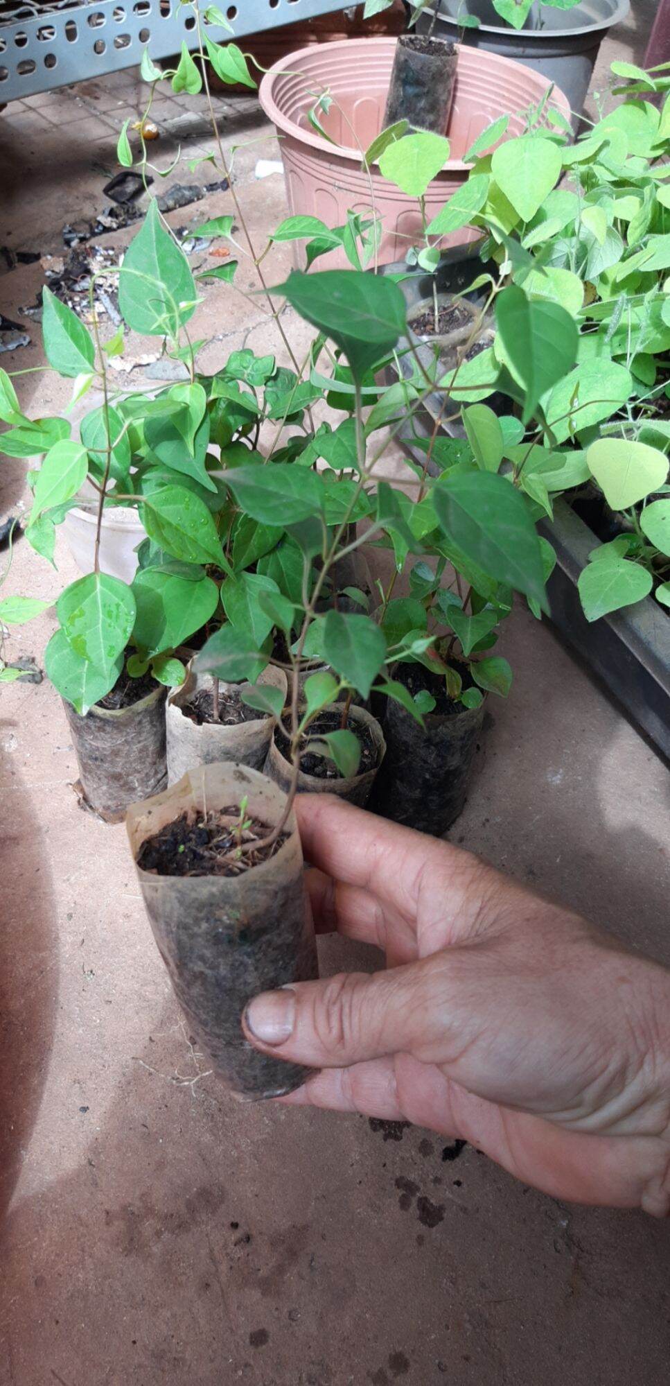10 CÂY GIỐNG LÁ GIANG