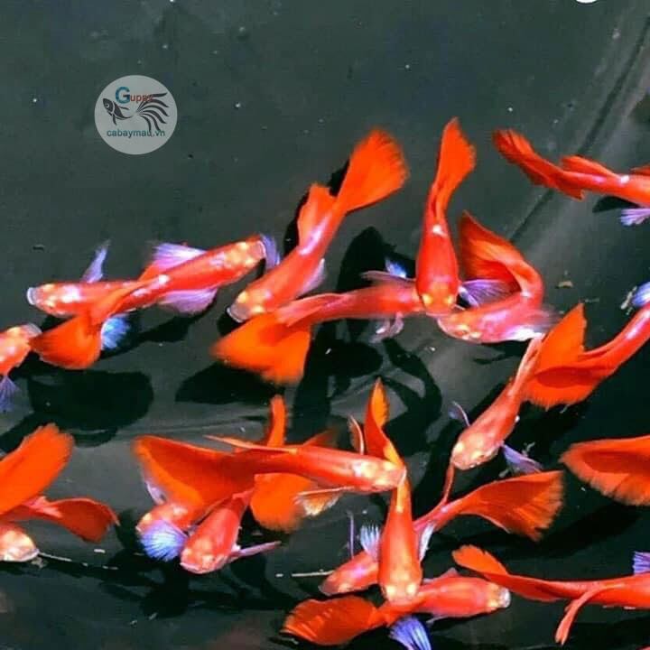 GuppY Full Red bLue Ear combo 5 cặp Dễ nuôi không cần oxi Trang Trí hồ Cá Cảnh