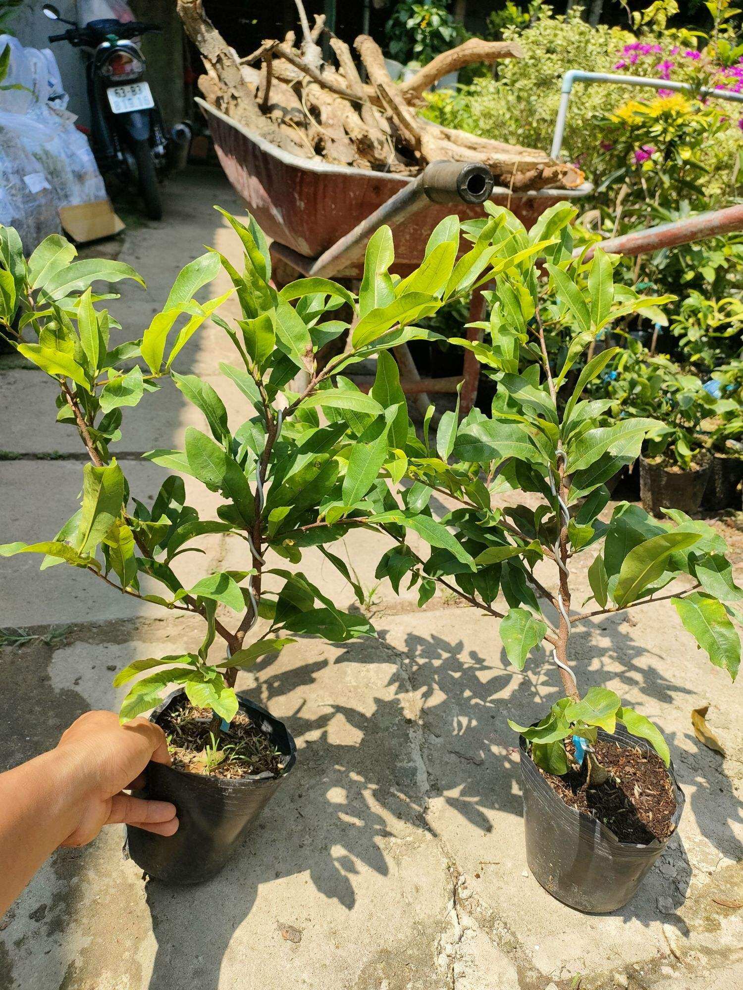 Cây mai vàng cúc thọ hương