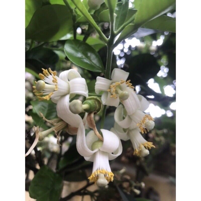 BƯỞI DIỄN NGỌT LỊM