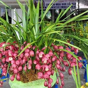 Địa lan Santo sỉ 5k