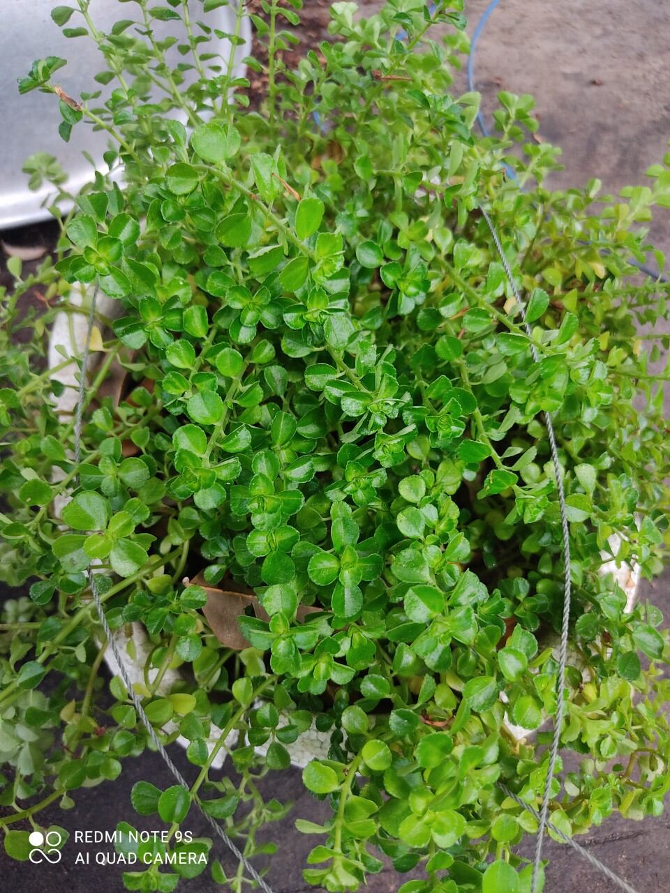 Cây sen đá sedum sò dây