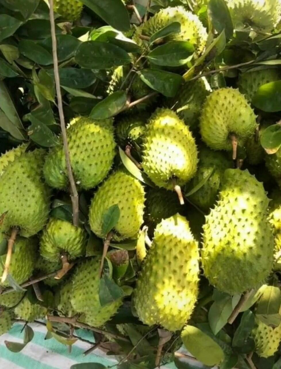 Trà Mãng Cầu Xiêm - gói 100gr