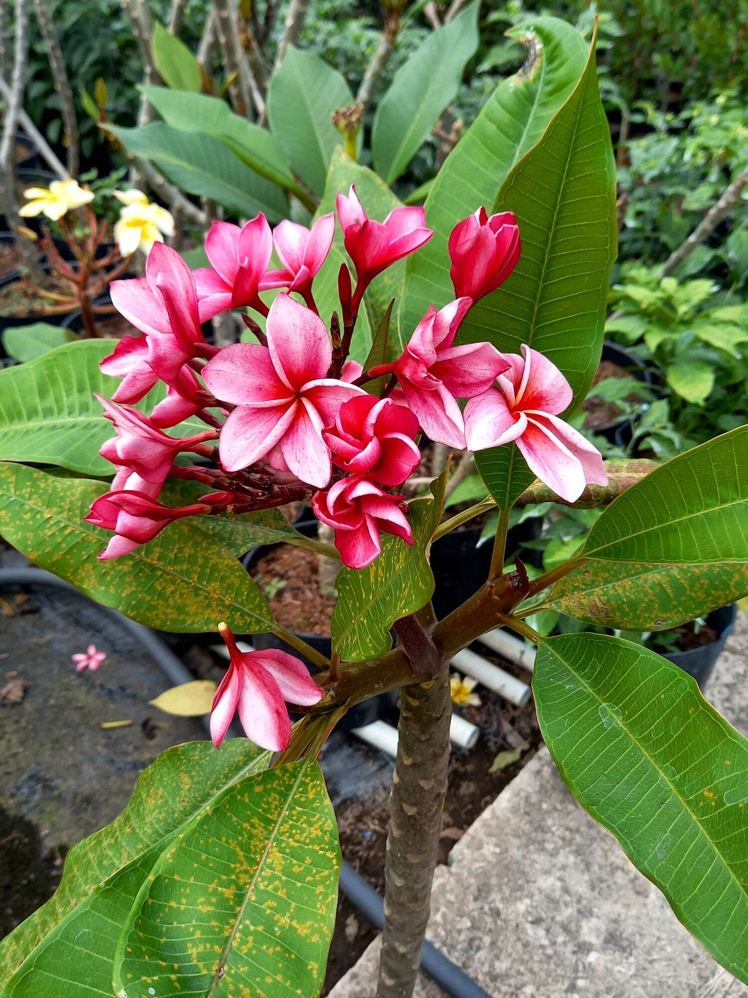 Cây sứ đại thái hoa thơm
