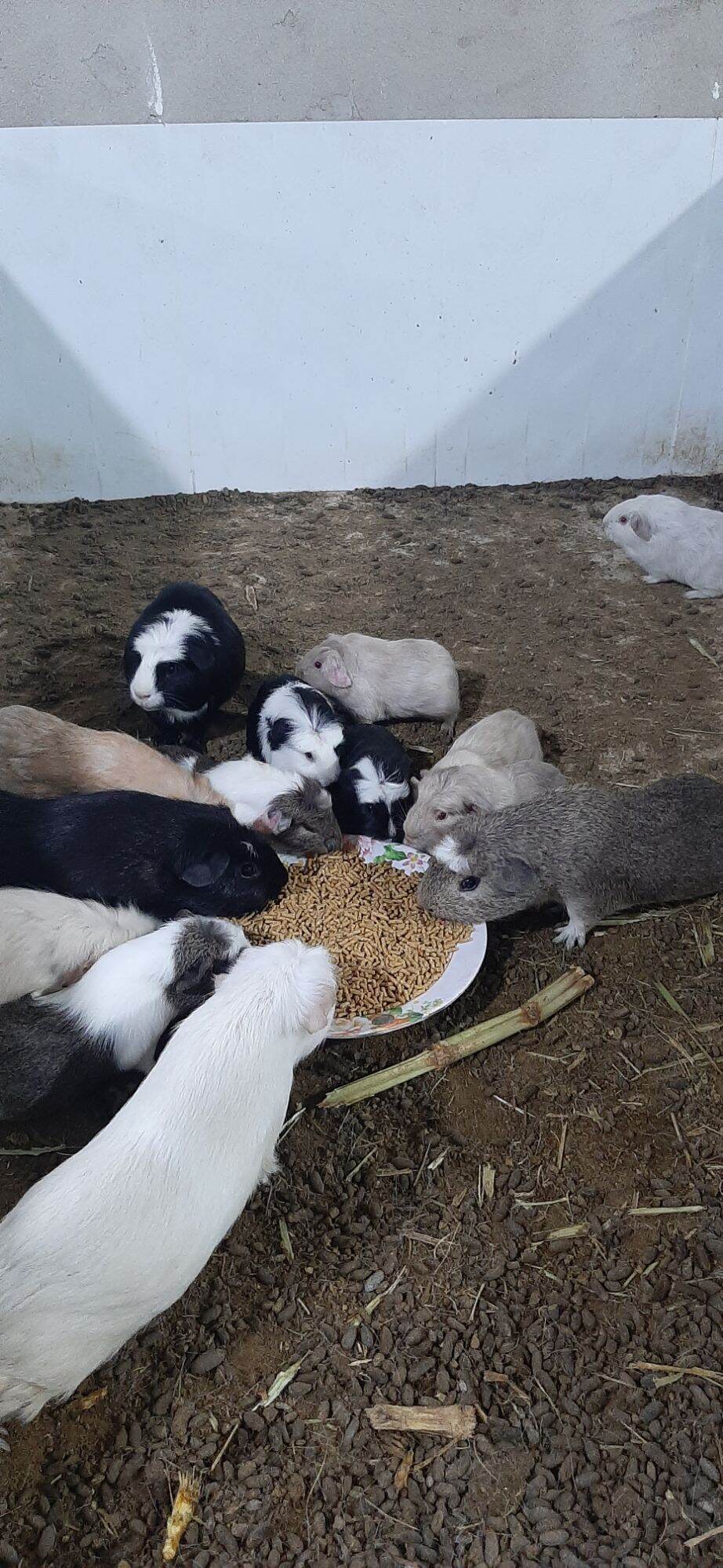 (HCM)  5kg  thức ăn dành cho bọ ú , thỏ , hamter , nhím kiểng . tặng kèm 1 hủ muối tây ninh 100g