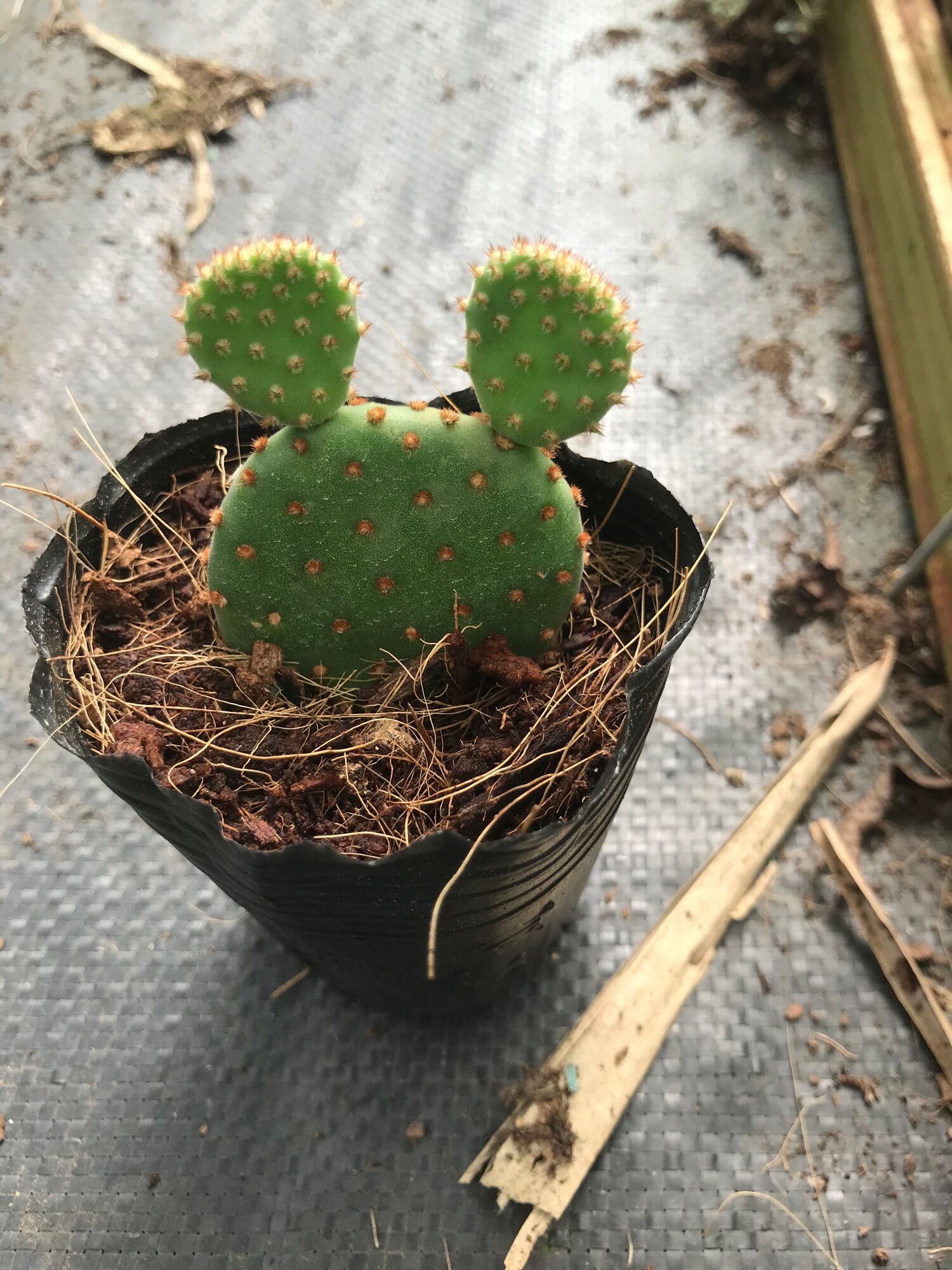 Xương rồng Mickey bầu