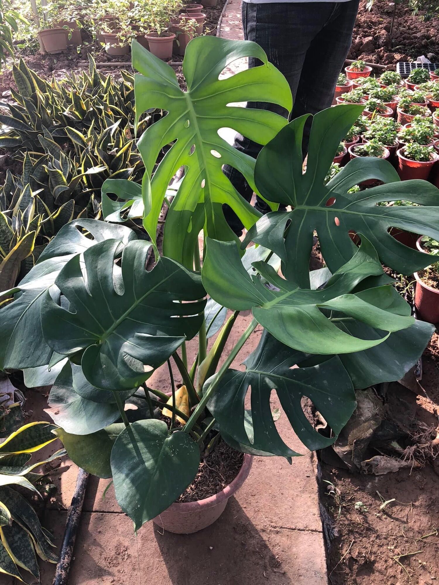 Cây Trầu Bà Lá Xẻ 45-60cm ảnh thật