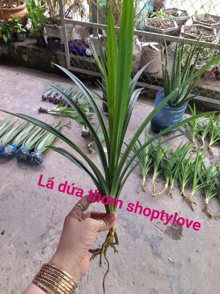 Cây lá dứa thơm rễ trần