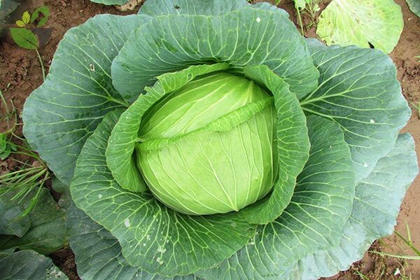 Hạt giống bắp cải f1