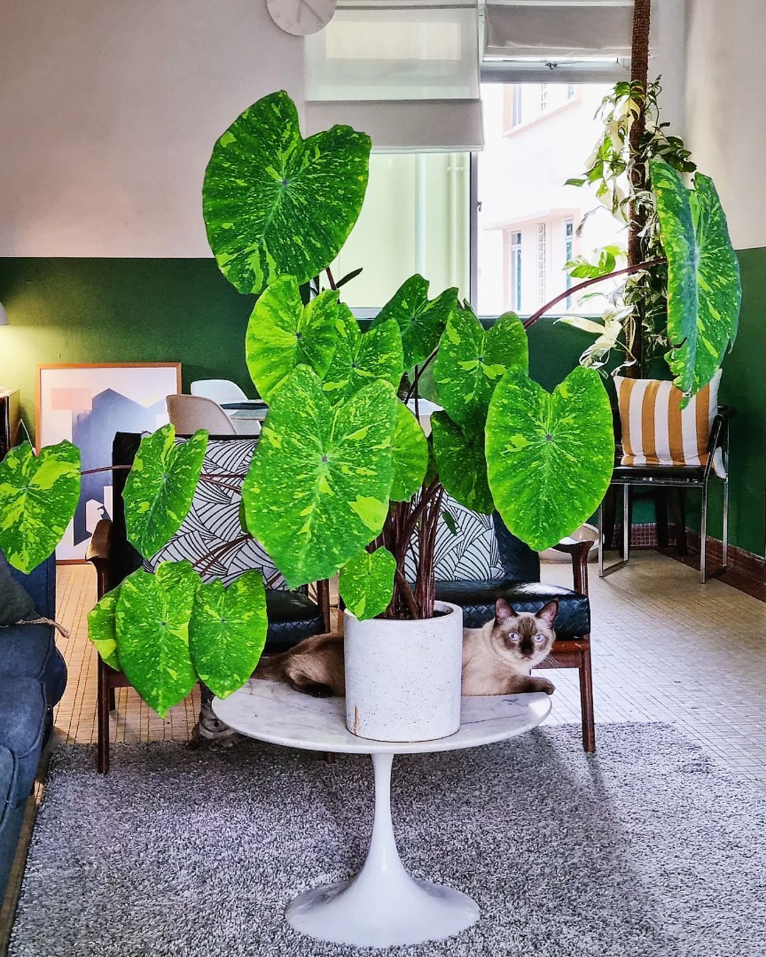 Colocasia Lemon Lime Gecko