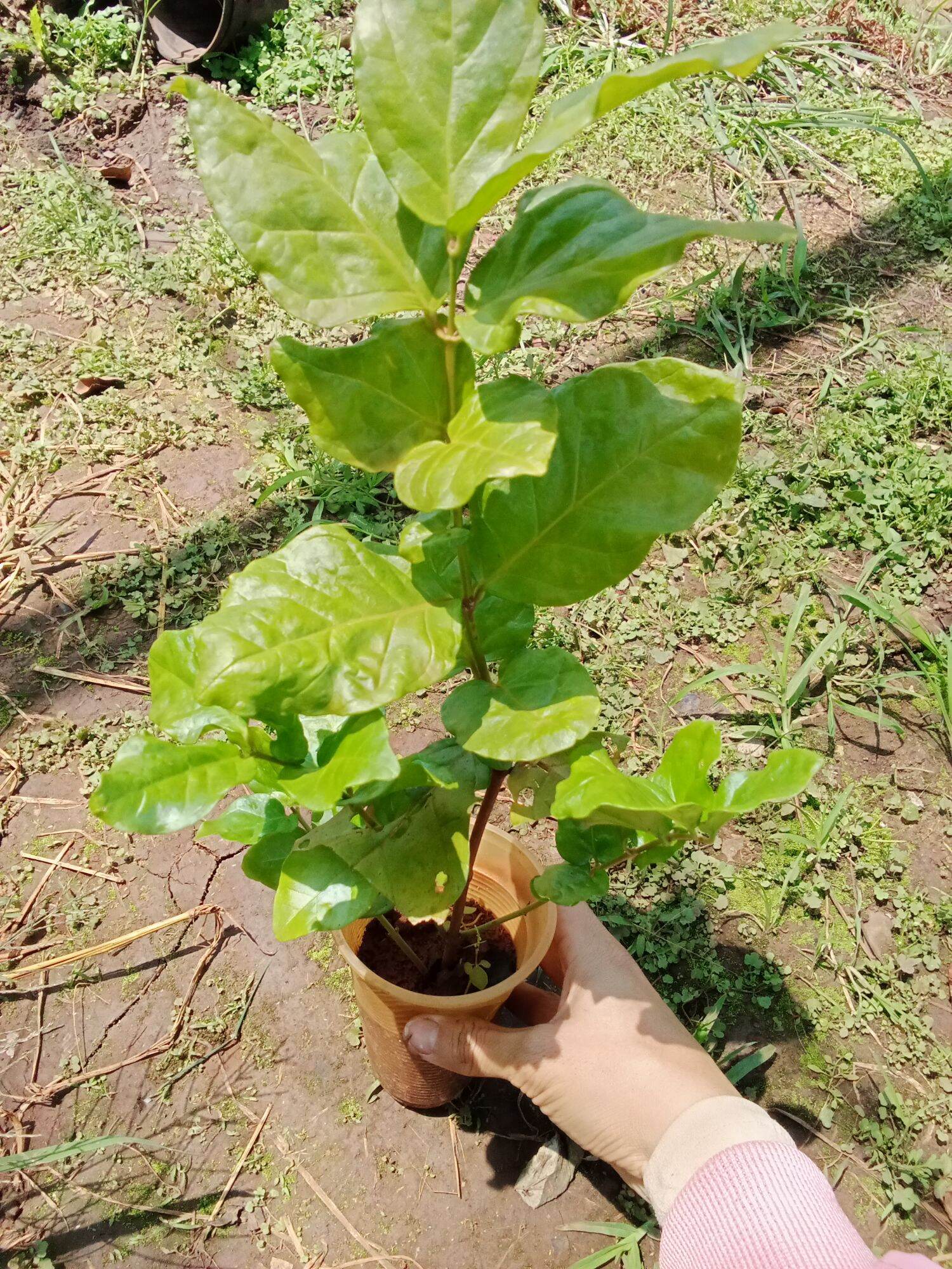 Cây hoa lài ta, hoa dùng ướp trà