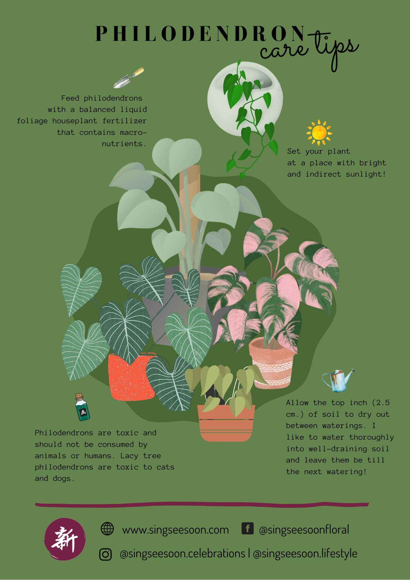 TRẦU BÀ LỖ MONSTERA ADANSONII VAR ADANSONII