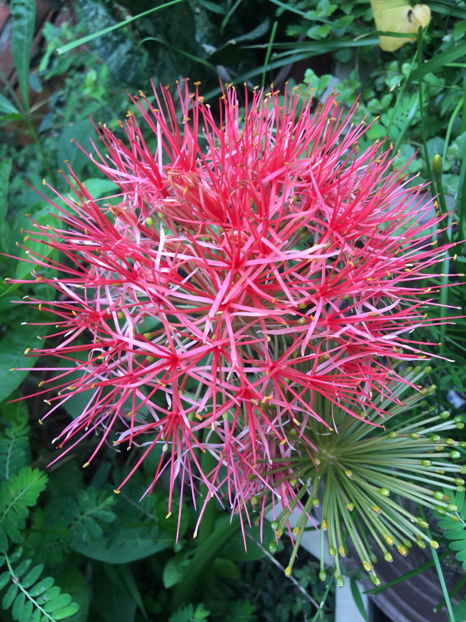 Củ hoa hồng tú cầu