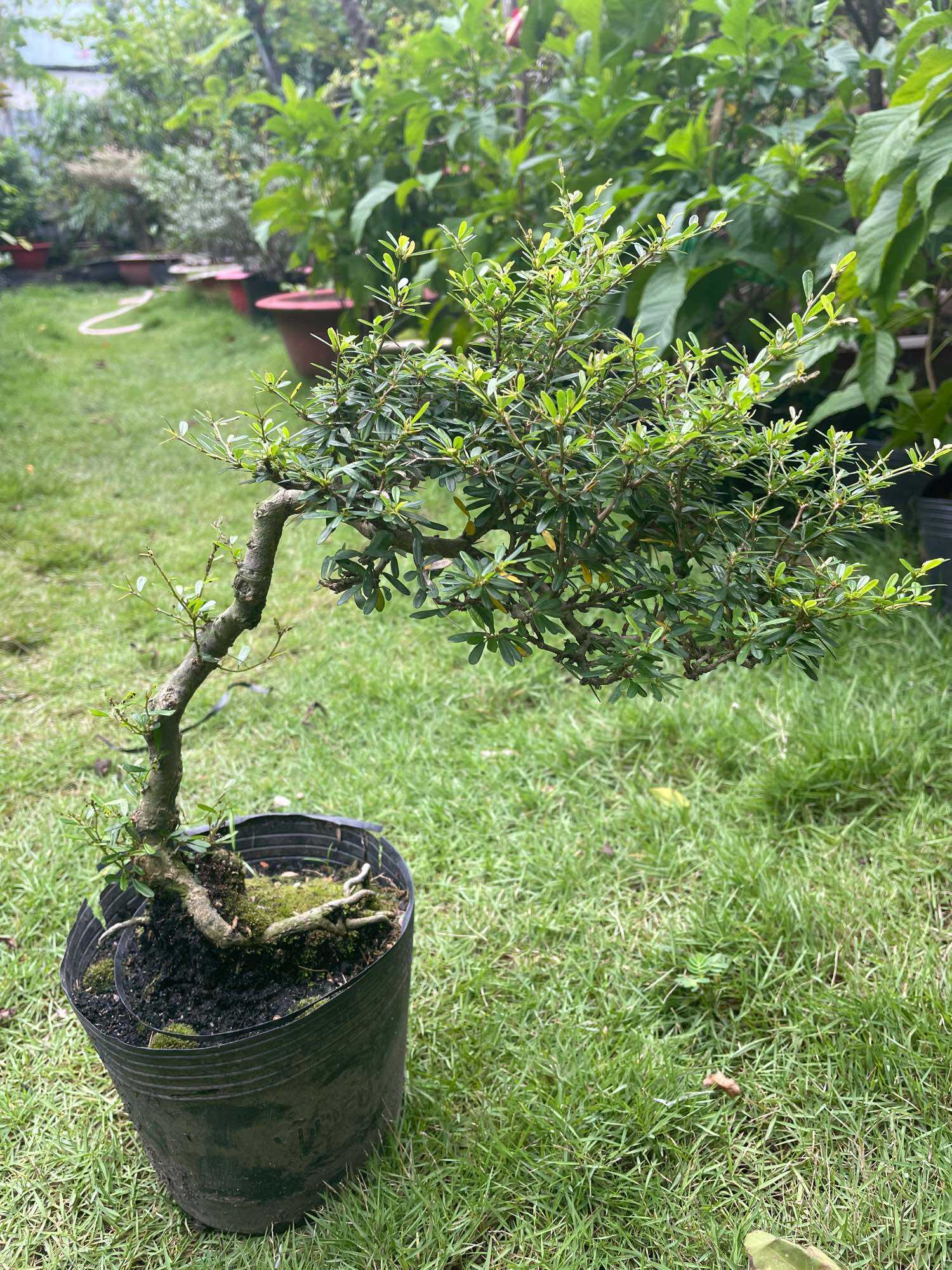 Linh sam 86 bonsai gốc quái