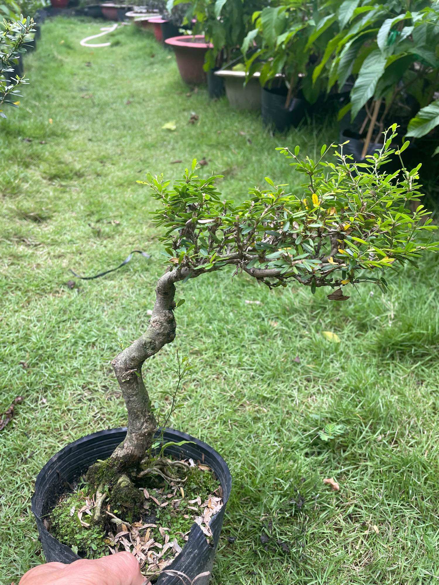 Linh sam 86 bonsai gốc quái