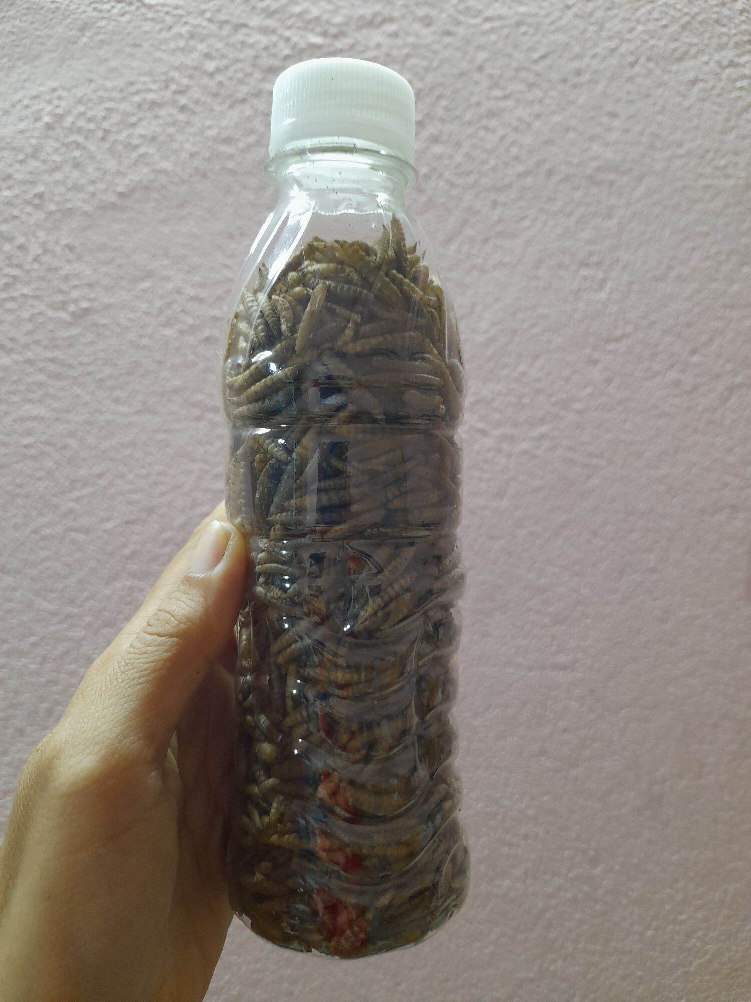 Sâu đại sạch sấy phông cho nhím,cá, chim và hamster