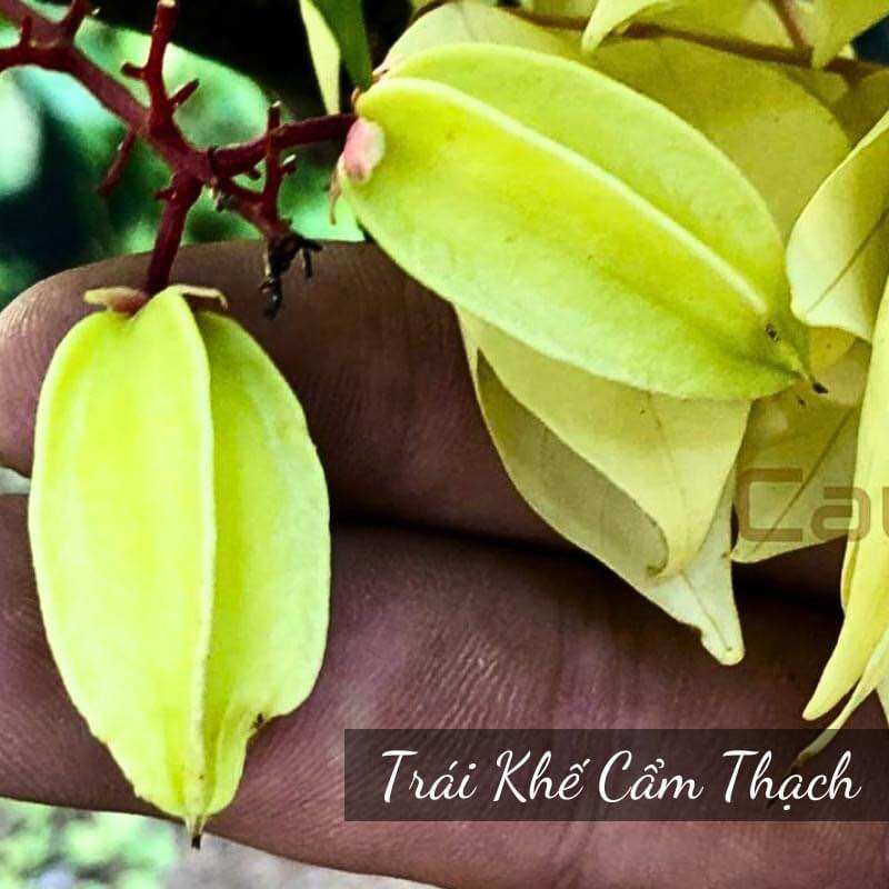 Cây khế Cẩm thạch(1bầu cây giống)