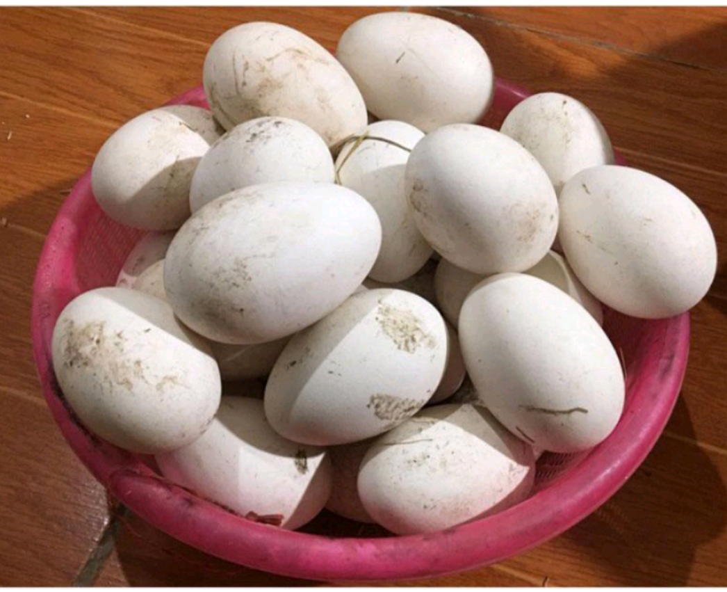 Trứng ngỗng vườn nhà sạch tốt cho mẹ bầu- 1 trứng