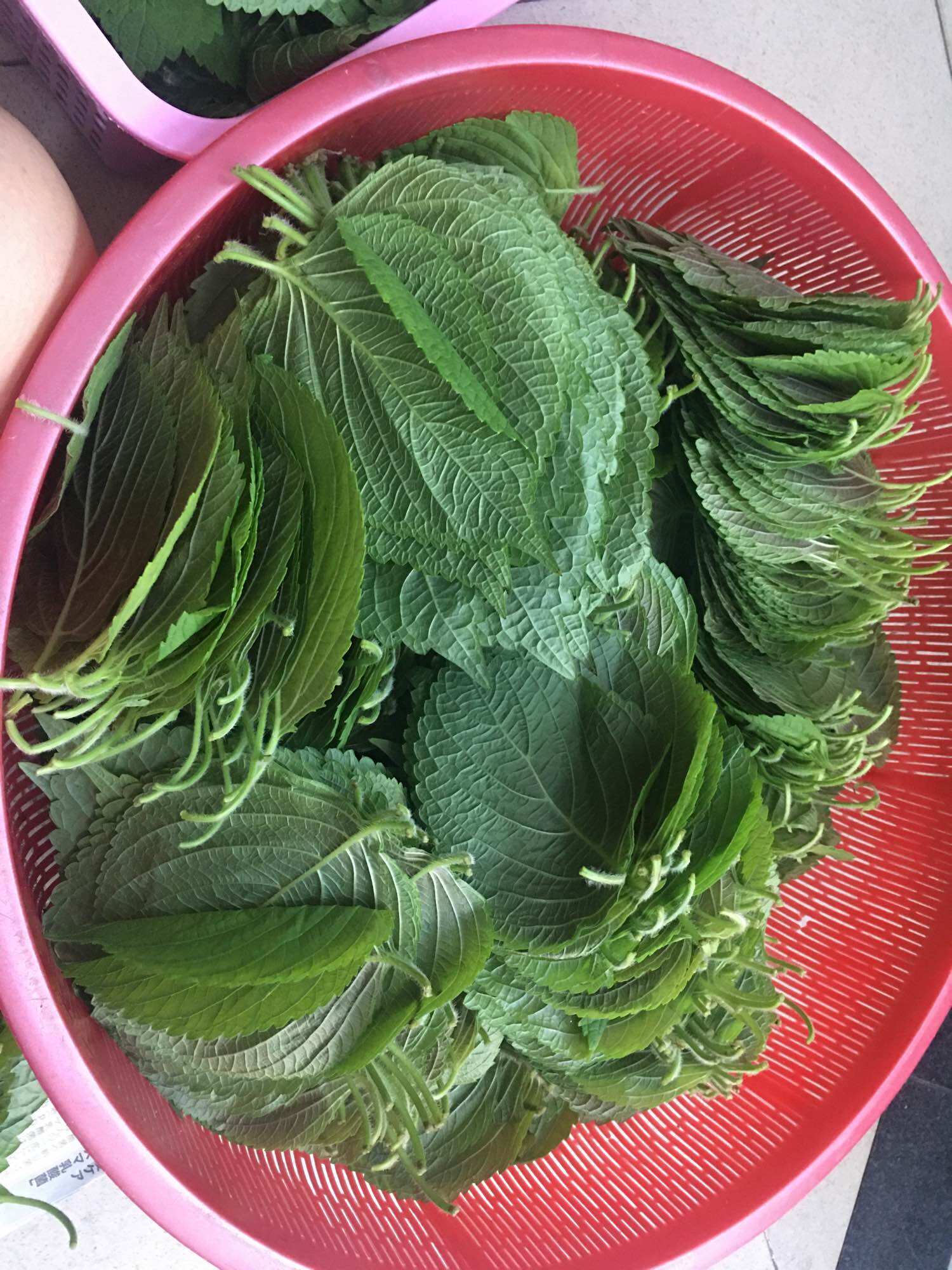 Lá mè( lá tía tô Hàn) gói 50gr ( trên 20 lá)