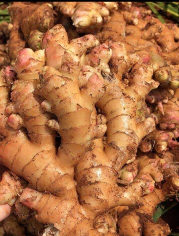 Củ gừng tươi - 500g