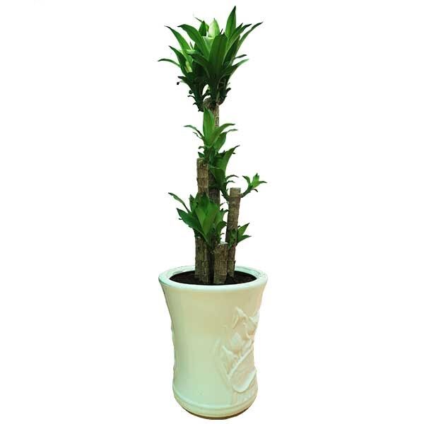 Thiết mộc lan khúc giống xanh dài 40 cm sai nhỏ