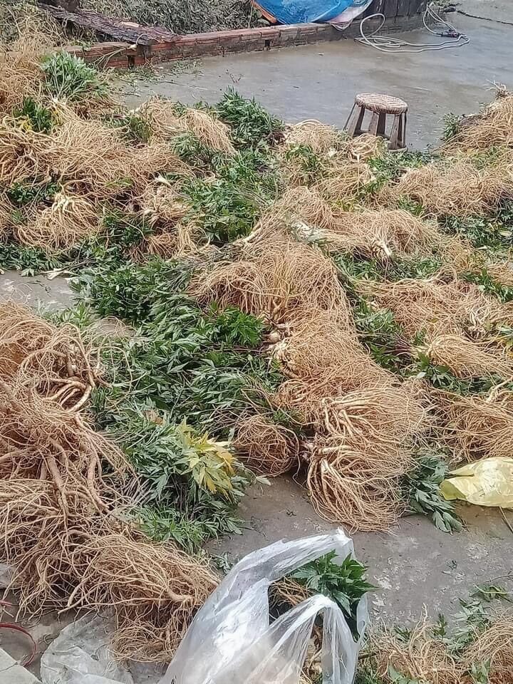 1kg sâm đương quy tươi (3 củ/1kg) rất thơm, già củ