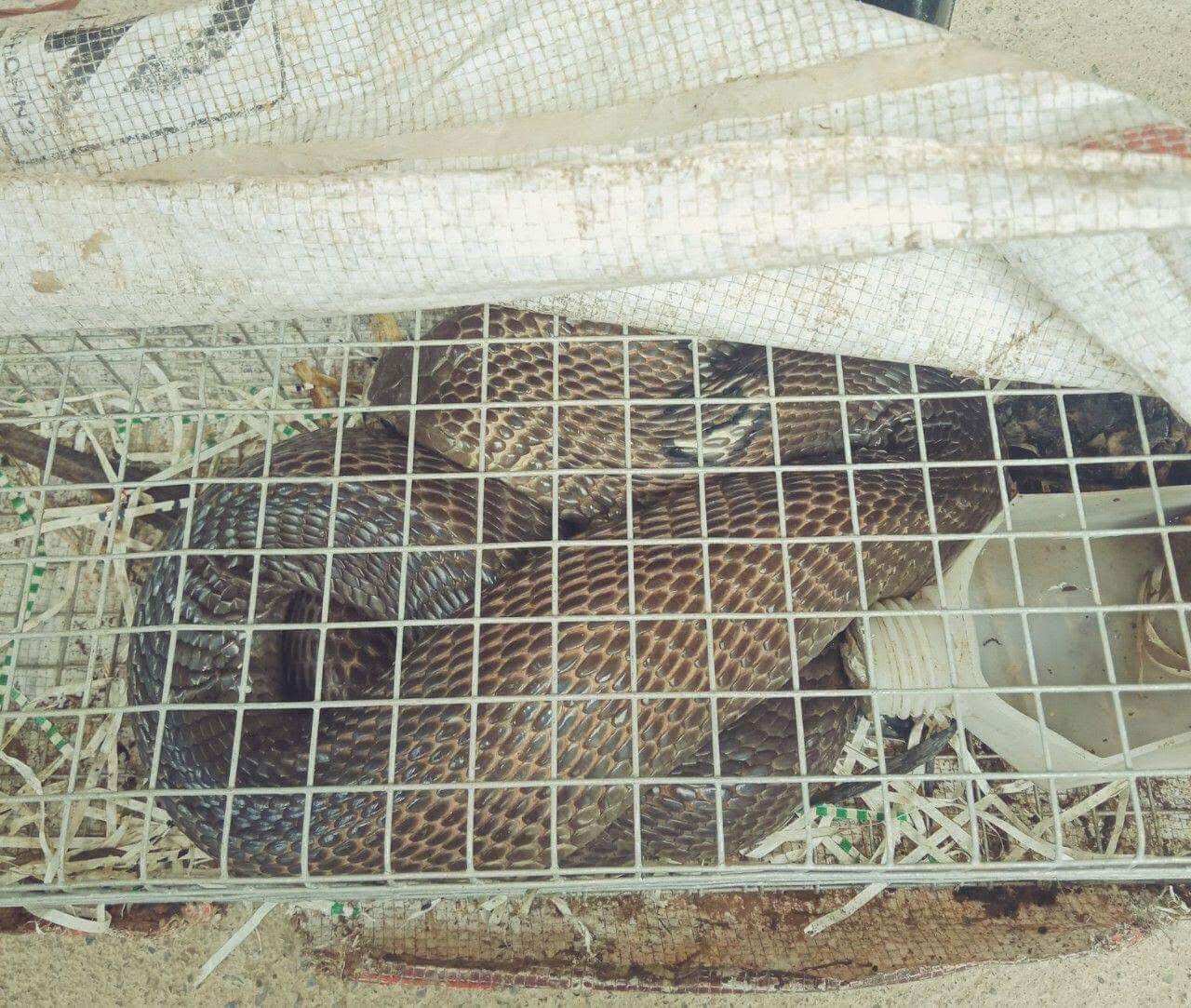 BẪY RẮN 2 HOM KHÔNG RỈ