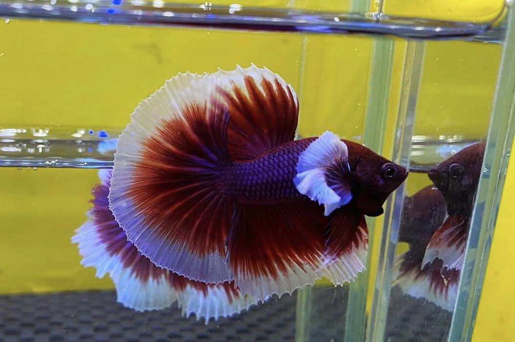 Betta đumbo lavender Halfmoon trống đẹp