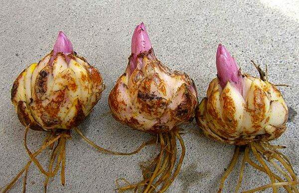 Củ Hoa Ly làm giống 3 củ