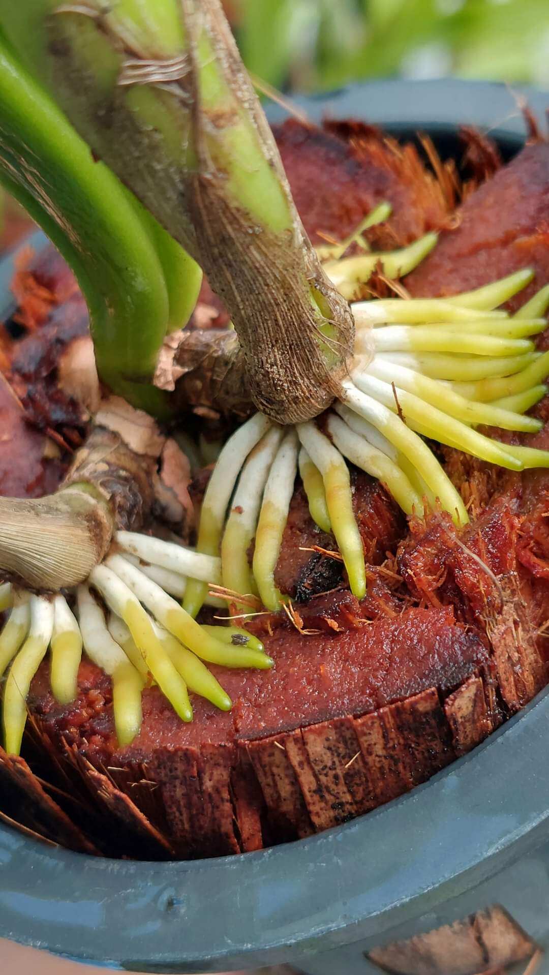 Siêu kích rễ B1 Grofer Thái Lan, Hàng nhập khẩu