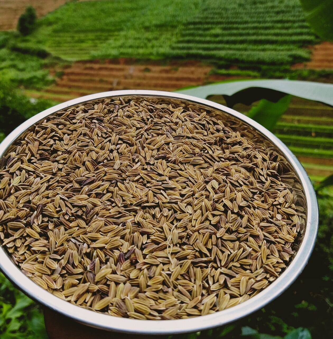 Hạt giống lúa nếp than (nếp đen tím) túi 1kg