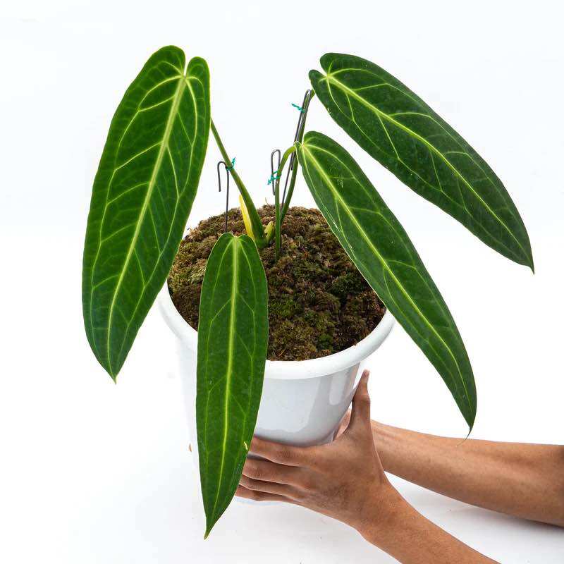 Anthurium queen, size mini size lá 23cm, cây nội thất, cây phong thuỷ, cây trang trí