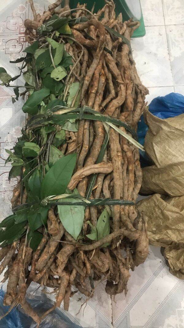 1kg rễ sâm xuyên đá tuoi