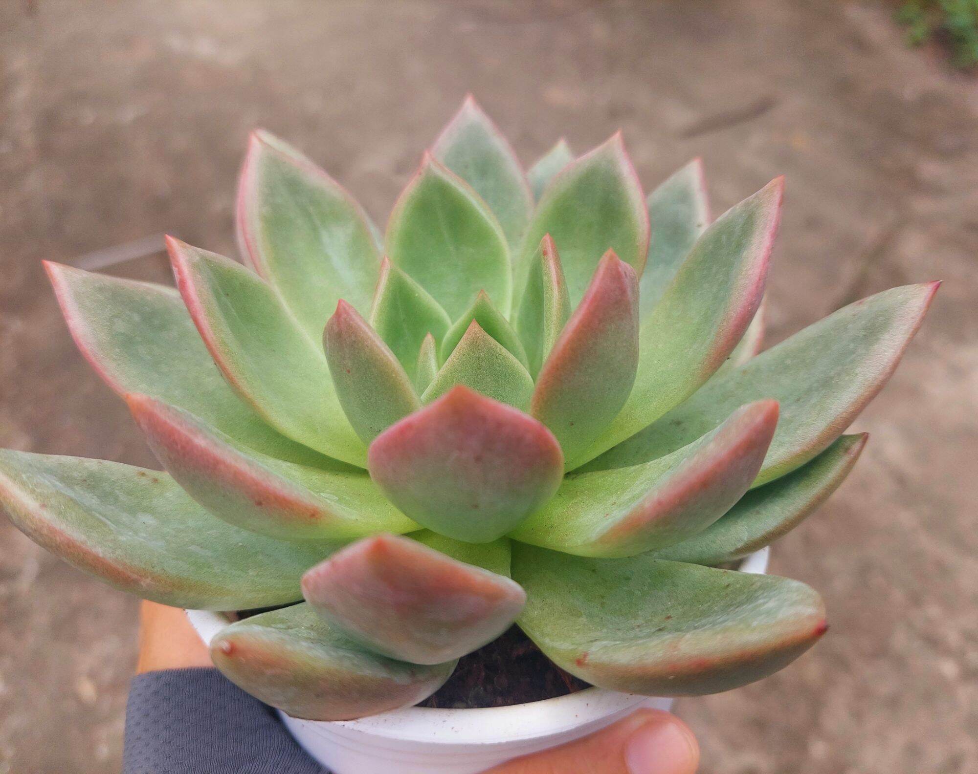 Sen đá PHA LÊ ĐỎ size trung