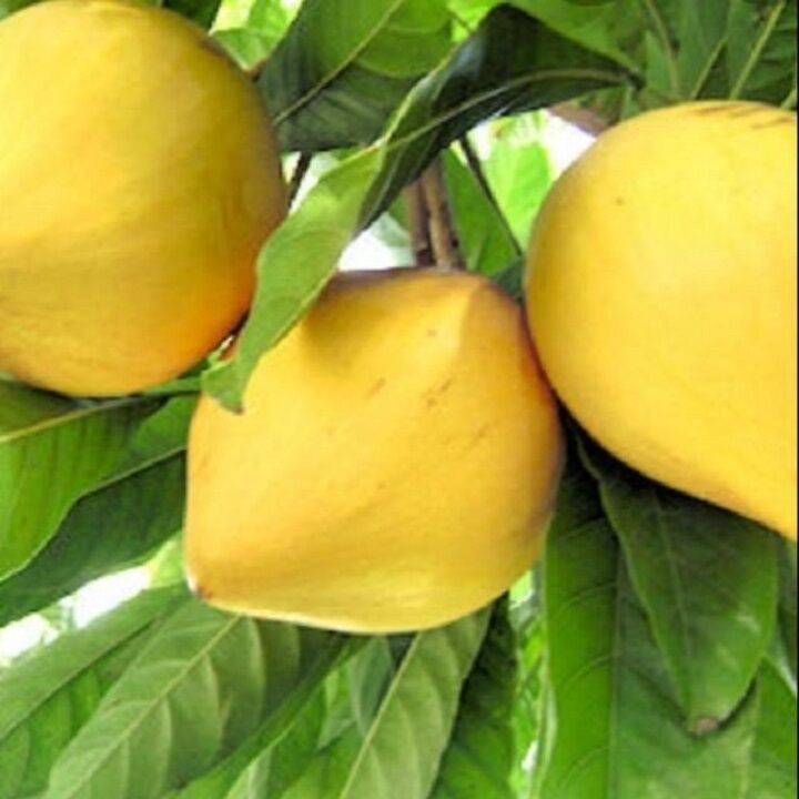 Cây Lê Ki Ma giống